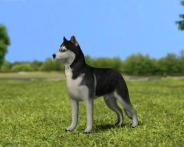 Siberian Husky Low Poly 3D model