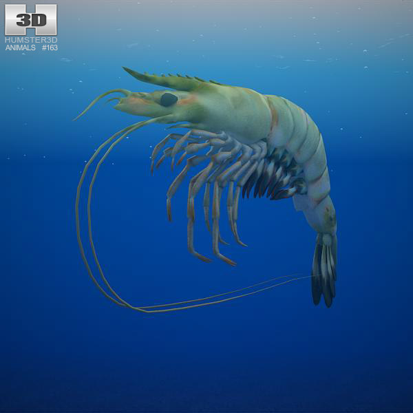 Tiger shrimp Low Poly Modelo 3D
