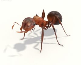 Ant Low Poly Modèle 3D