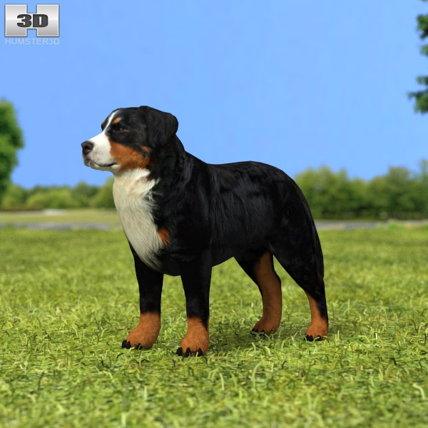 Bernese Mountain Dog Low Poly 3D model