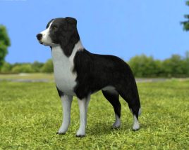 Border Collie Low Poly 3D model