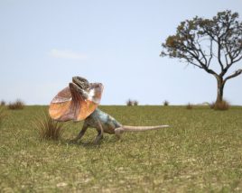 Frilled lizard Low Poly Modelo 3d