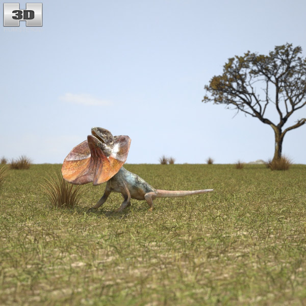 Frilled lizard Low Poly Modello 3D