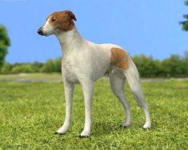 Greyhound Low Poly Modello 3D