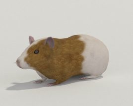 Guinea pig Low Poly 3D model