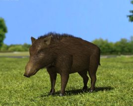 Hog Low Poly 3D model