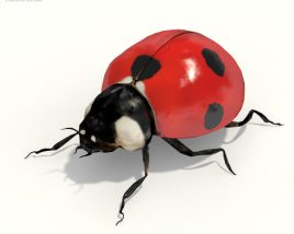 Ladybug Low Poly 3D model