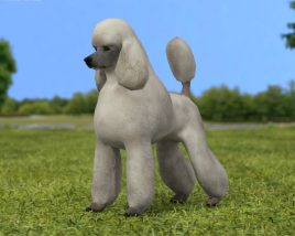 Poodle Low Poly 3D model