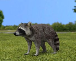 Raccoon Low Poly Modèle 3D