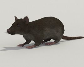 Rat Grey Low Poly 3D-Modell