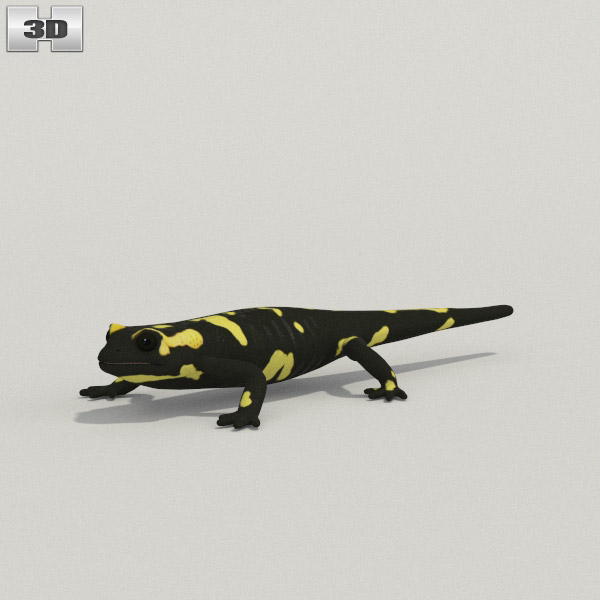 Salamander Low Poly Modèle 3D