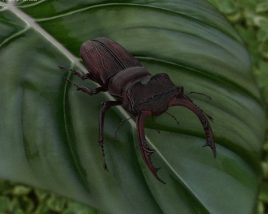 Stag Beetle Low Poly 3D model