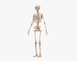 Scheletro maschio umano Modello 3D