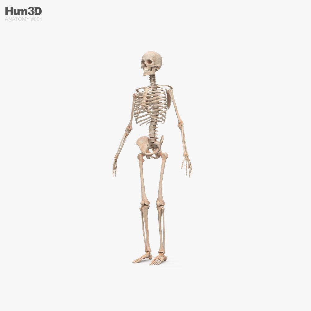 人間の男性の骨格 3Dモデル