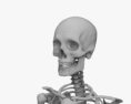 Human Male Skeleton 3d model