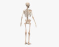 Human Male Skeleton 3d model