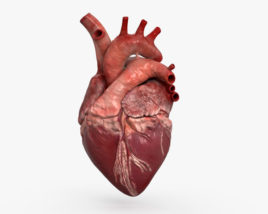 人間の心臓 3Dモデル