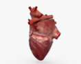 Coração humano Modelo 3d