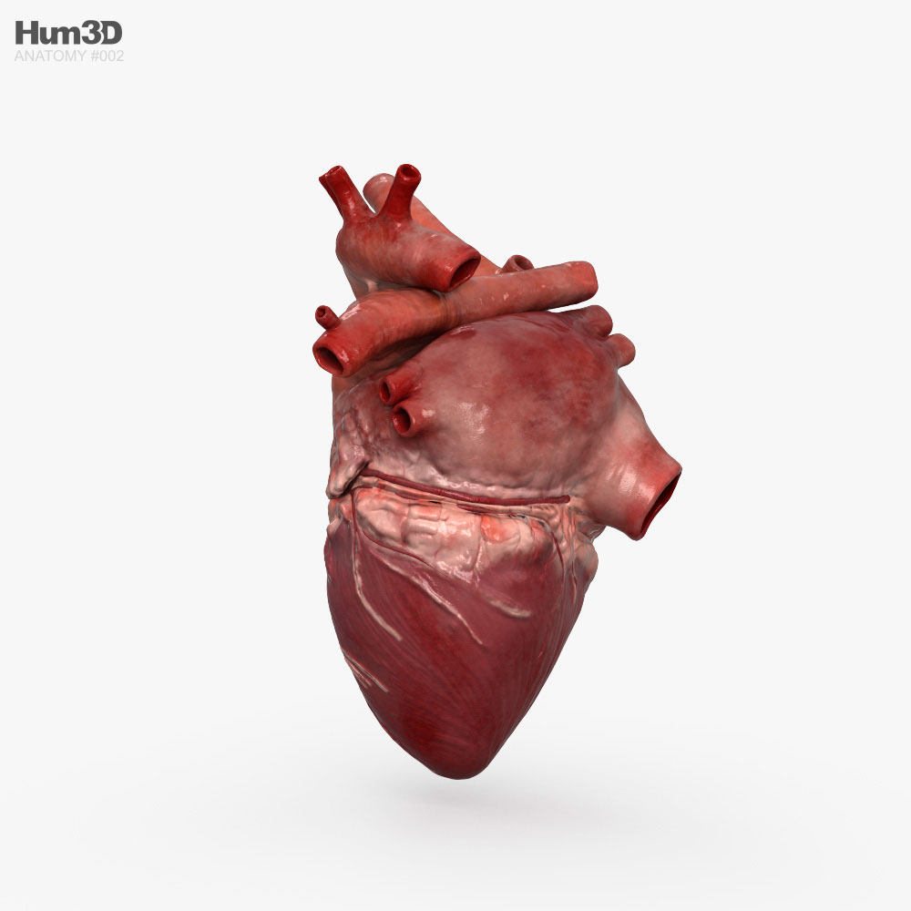 Cuore umano Modello 3D