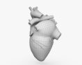 Human Heart 3d model