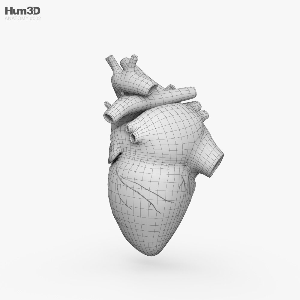 Corazón humano Modelo 3D - Anatomía Humana on Hum3D