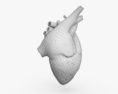 人类的心脏 3D模型