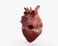 人类的心脏 3D模型