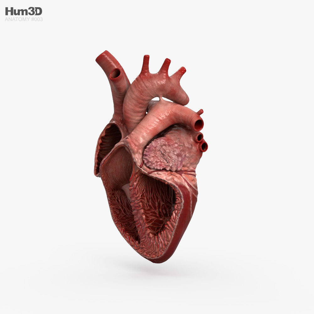 Sección transversal del corazón humano Modelo 3D