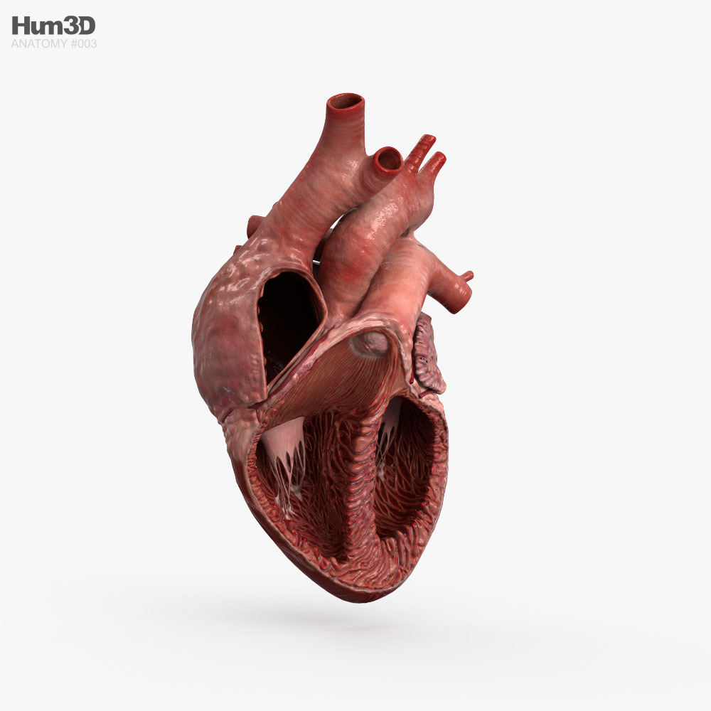 Human Heart Cross Section 3D model - Anatomy on Hum3D
