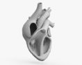 人間の心臓の断面 3Dモデル