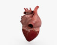 人間の心臓の断面 3Dモデル