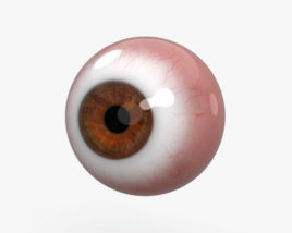 인간의 눈 3D 모델 