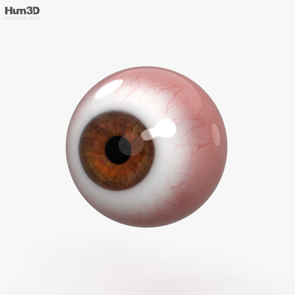 人間の目 3Dモデル
