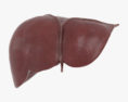 人間の肝臓 3Dモデル