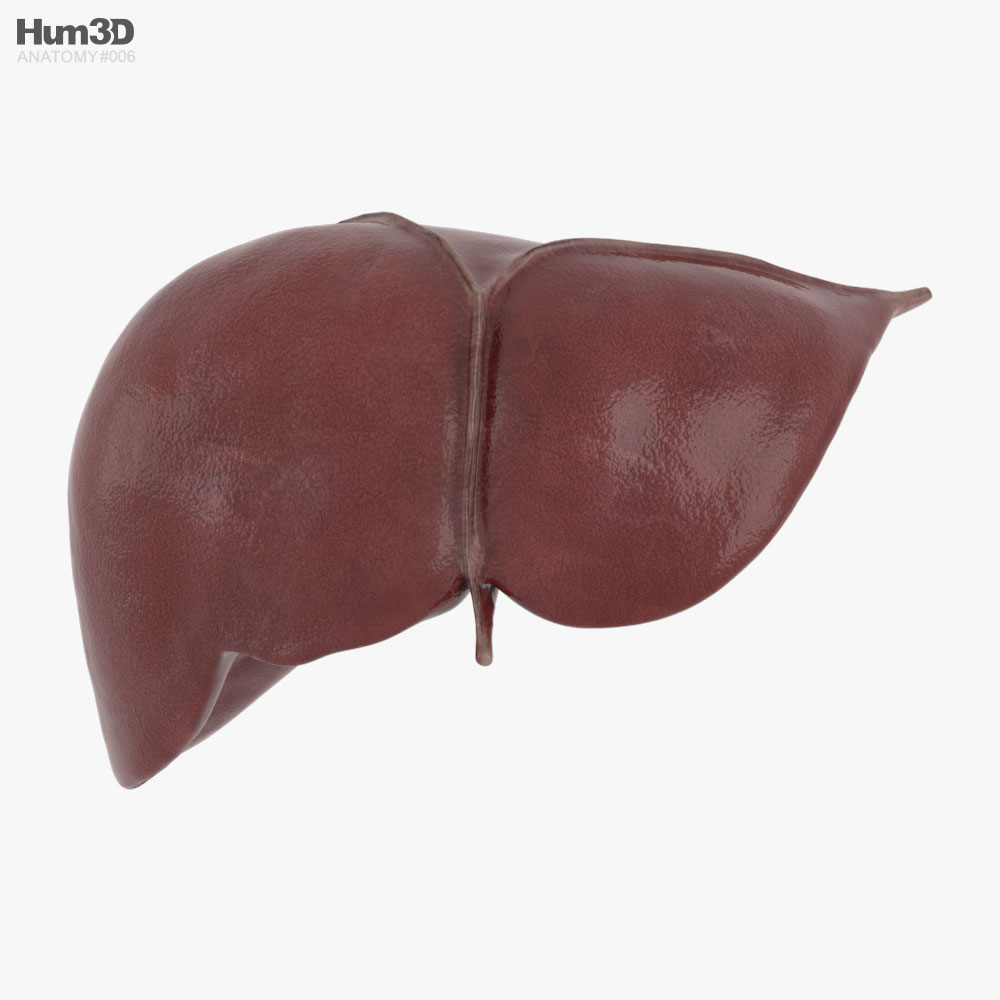 Hígado humano Modelo 3D