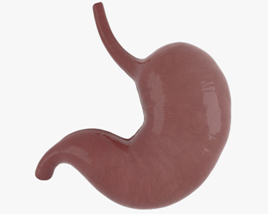 Human Stomach 3D model