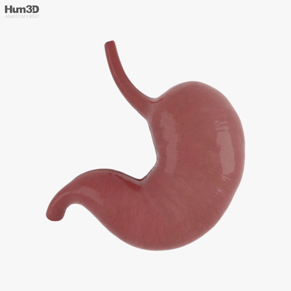 Estómago humano Modelo 3D