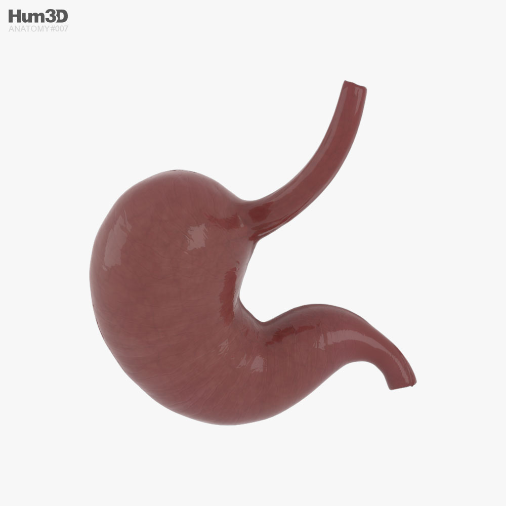 人的胃 3D模型