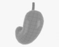 Шлунок людини 3D модель