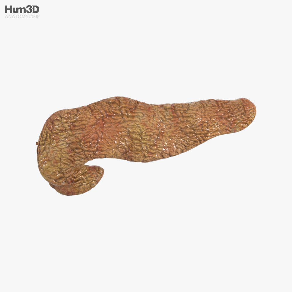 Human Pancreas 3d model