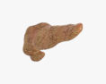 Human Pancreas 3d model