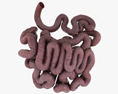 Human Small Intestine 3d model