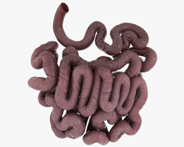 Intestin grêle humain Modèle 3D
