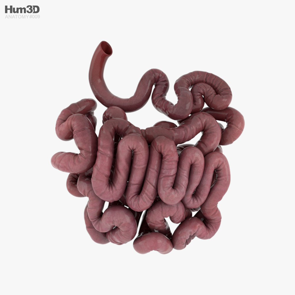 Human Small Intestine 3D model
