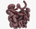 Human Small Intestine 3d model