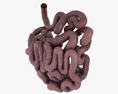 人間の小腸 3Dモデル