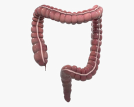 Gros intestin humain Modèle 3D