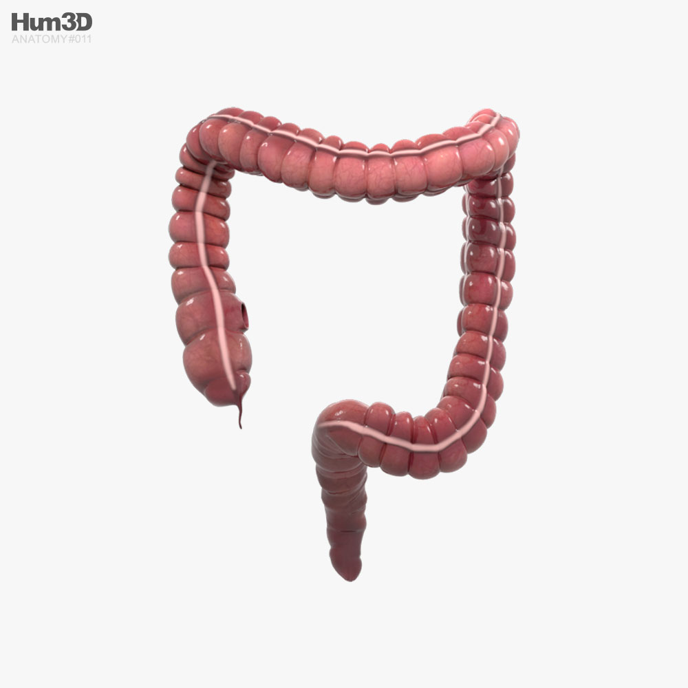 人間の大腸 3Dモデル