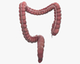 人大肠 3D模型