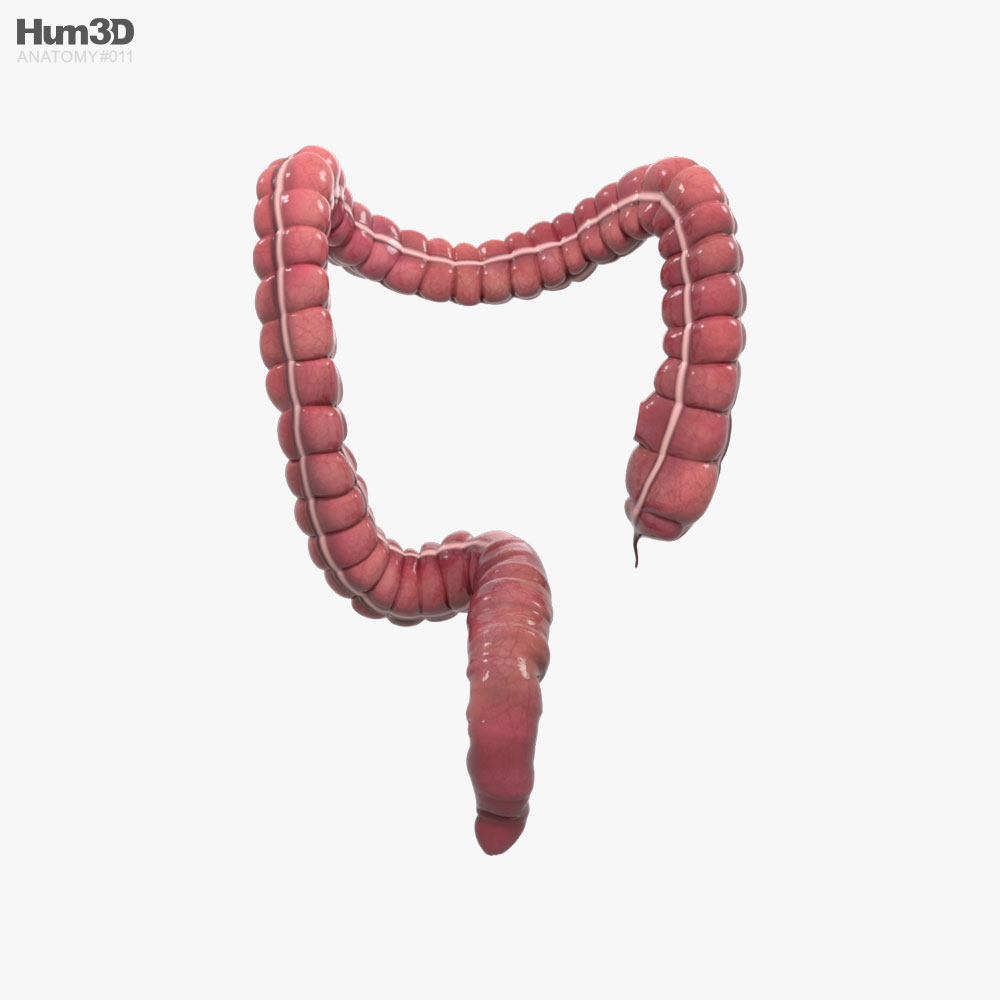 Human Large Intestine 3d model